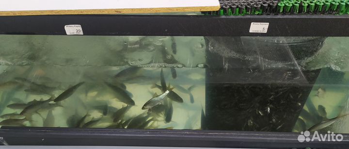 Живец Карась, Плотва, Верхоплавка Северное бутово