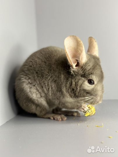 Шиншилла мальчик