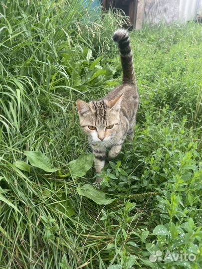 Кошки бесплатно