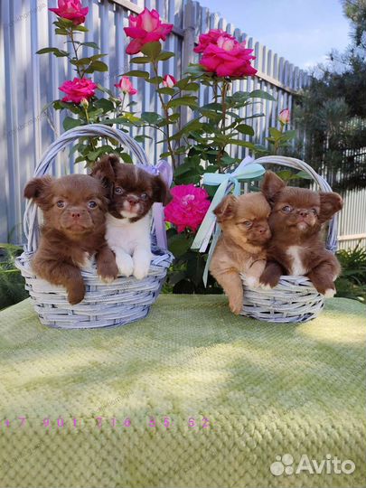 Сладкая корзинка