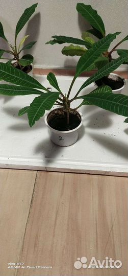 Молочай гребенчатый