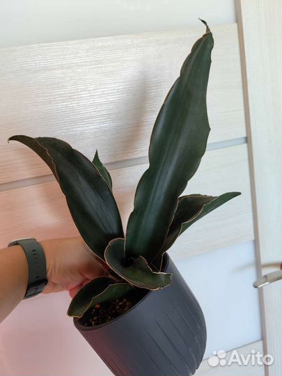 Сансевиерии разные сортовые