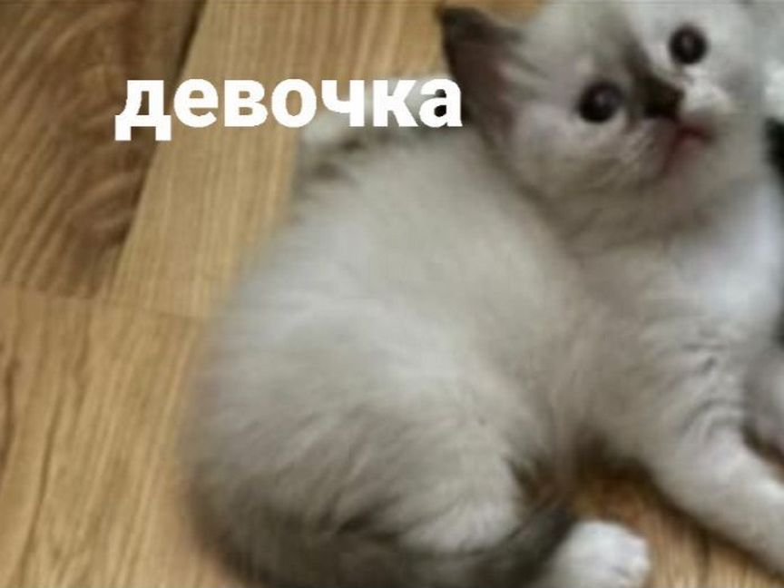 Котёнок Рэгдолл