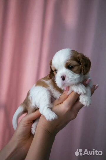 Кавалер кинг чарльз спаниель щенок девочка