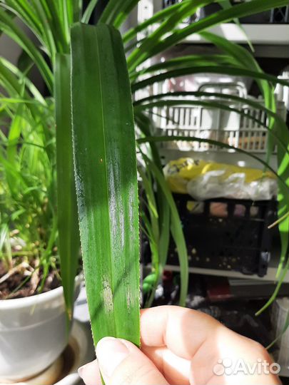 Комнатные цветы панданус