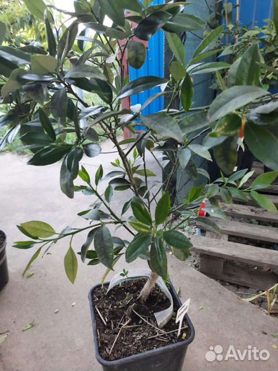 Гуаявы Земляничная, Лесная. Кумкват