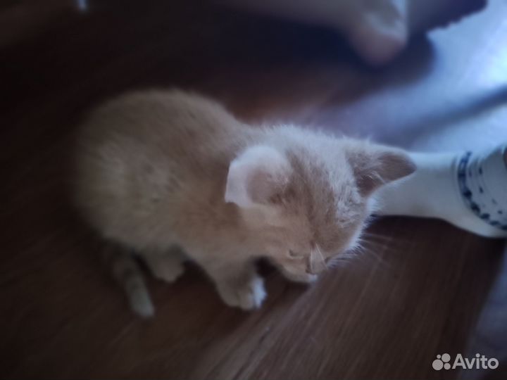Котята