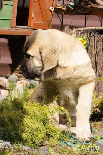 Щенки испанского мастифа