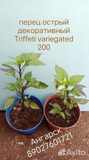 Перчики острые декоративные