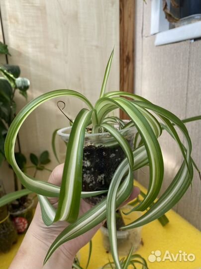 Замиокулькас щучий хвост хлорофитум