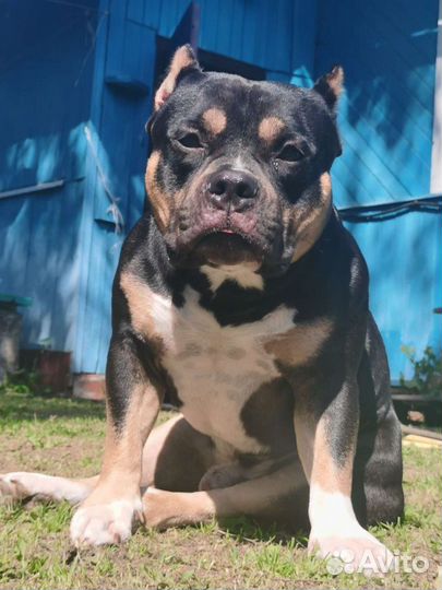 Американский булли вязка