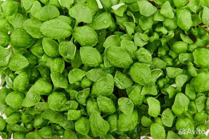 Семена для микрозелени