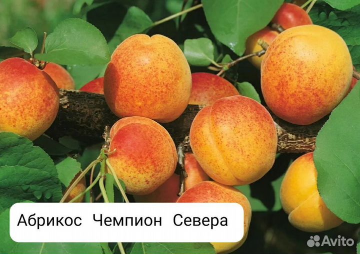 Абрикос,саженцы