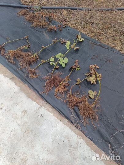 Саженцы ежевики