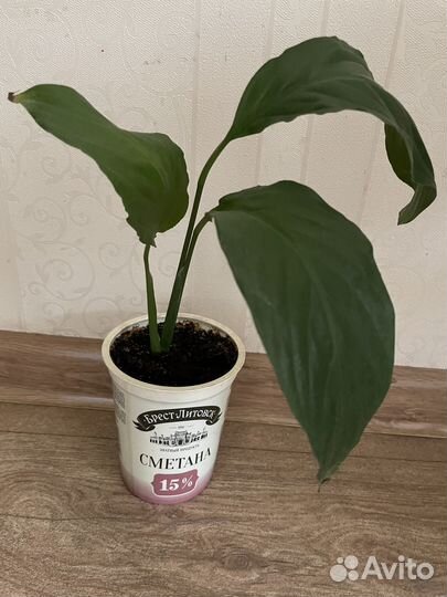 Спатифиллум