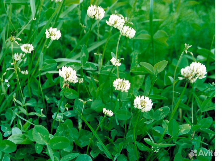 Клевер белый Ривендел (семена)