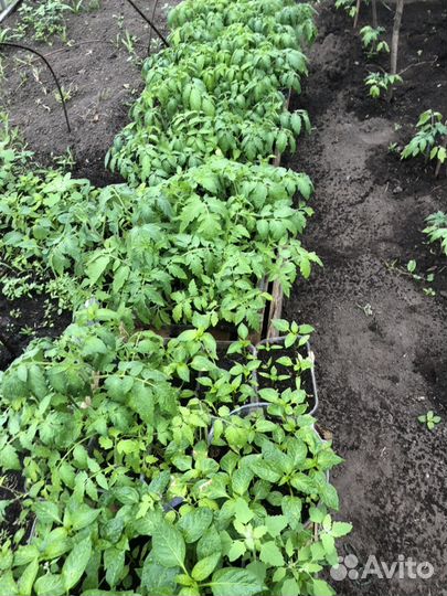 Рассада огурцов помидор перец и т д