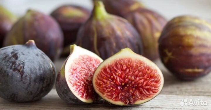 Саженцы инжира