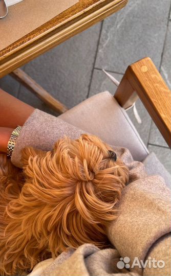 Мальтипу f1 шикарные малыши