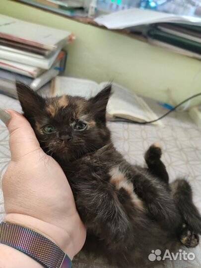 Котята отдам бесплатно