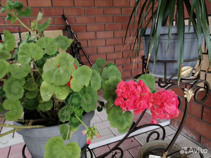 Герань пеларгония тюльпановидная