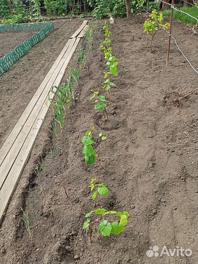 Саженцы винограда изабелла