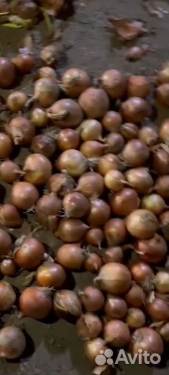 Лук репчатый 10р
