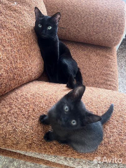 Кошка питерболд