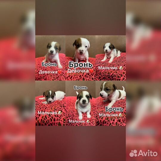 Щенок джек рассел