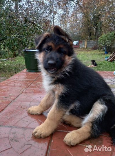 Немецкая овчарка