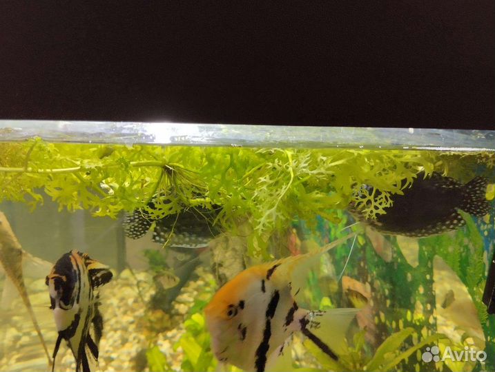 Гурами мраморный