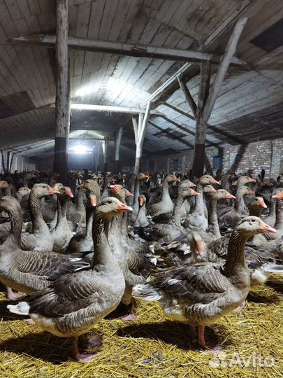 Гусаки проверенные на племя