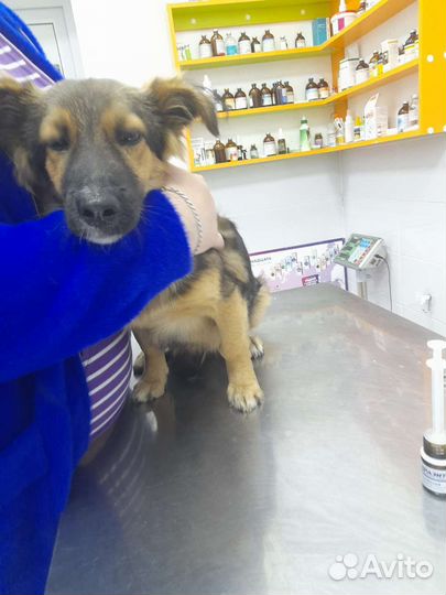 Щенок мальчик