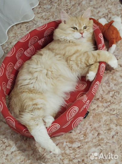 Кот вязка