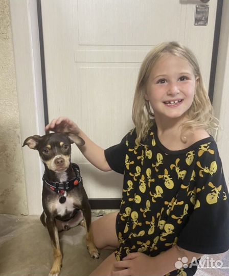 Передержка собак/домашняя передержка собак