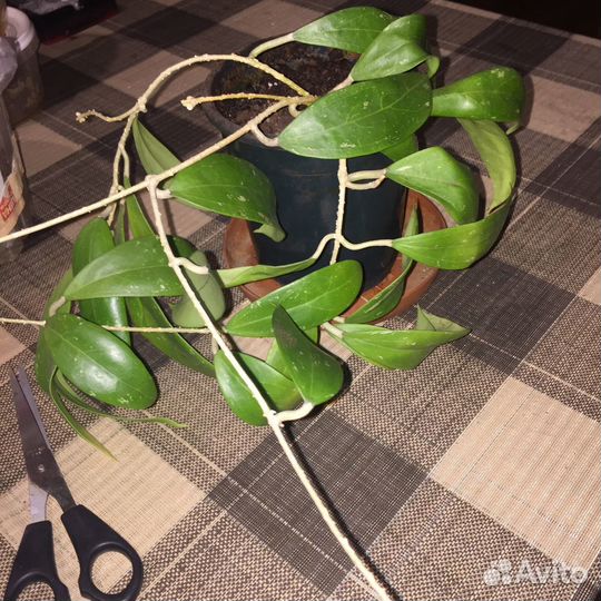 Хойя красиво-цветущая Sarawak 97002 GPS10073