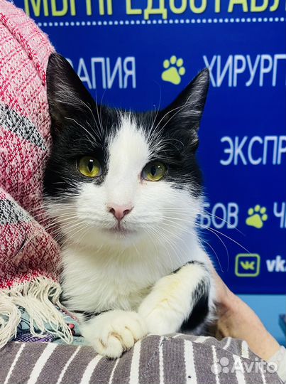 Кошка стерилизованная бесплатно