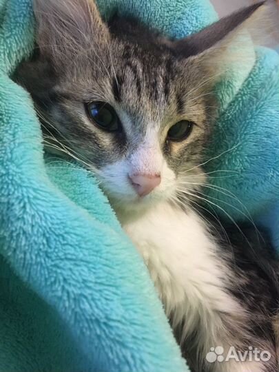 Передержка животных