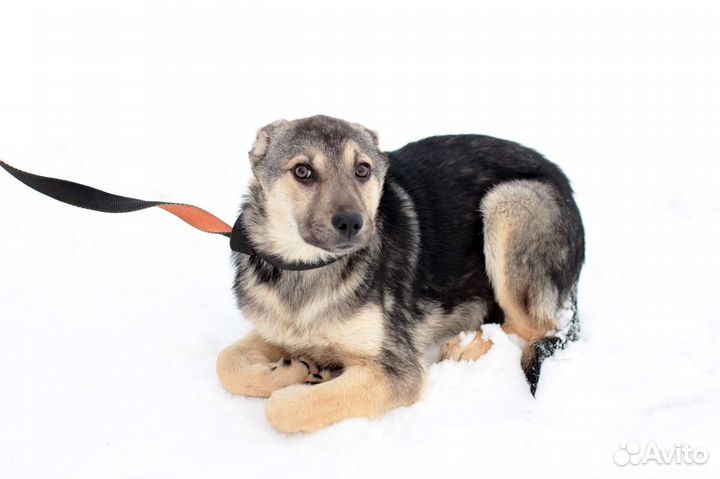 Щенок 4 месяца