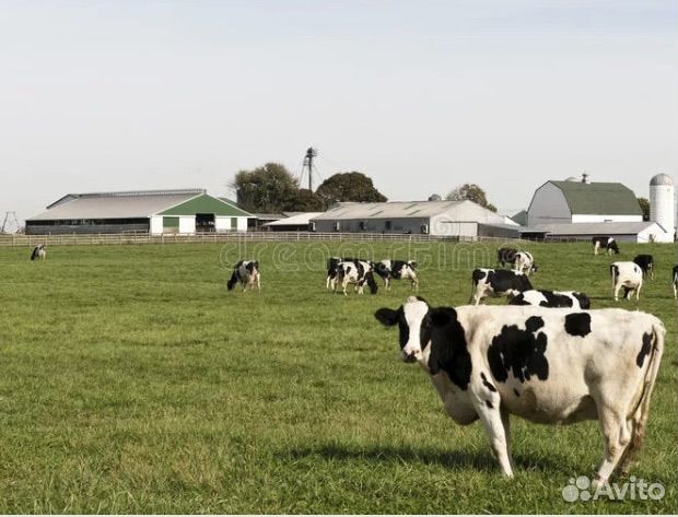 Доярка/дояр