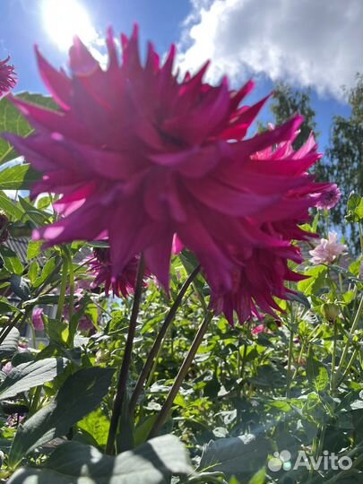 Георгины клубни