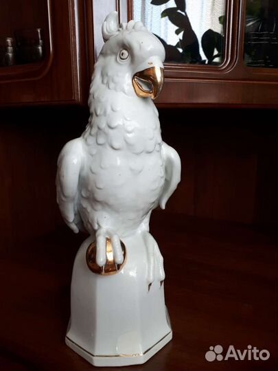 Большой попугай Германия