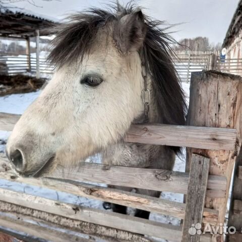 Жеребенок пони