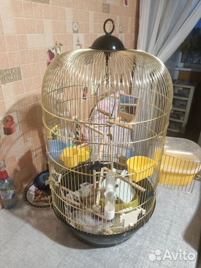 Клетка для птицы и попугай