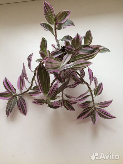 Традесканция