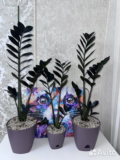 Замиокулькас чёрный равен