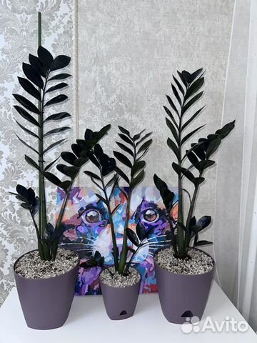 Замиокулькас чёрный равен