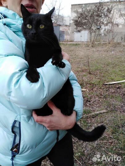 Котик ищет дом