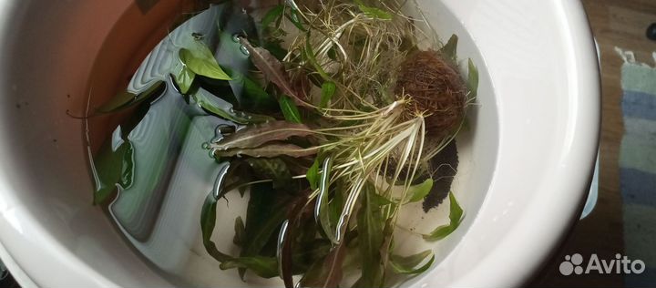 Расстения аква