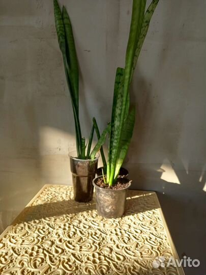 Сансивиерия